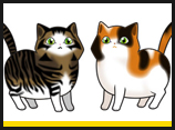 Cats - Calico/Tabby