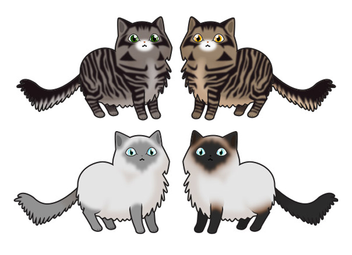 Cats - American Longhair/Himalayan