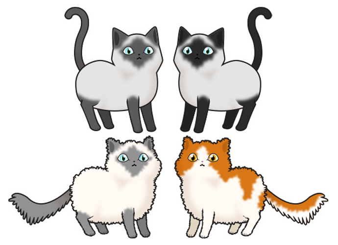 Cats - Siamese/La Perme